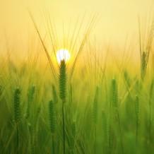 Perła ukryta w roli i Ramiona Jakuba – refleksje z rekolekcji